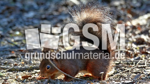 Eichhörnchen (5).jpg